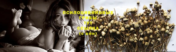 прущие грибы Дмитриев